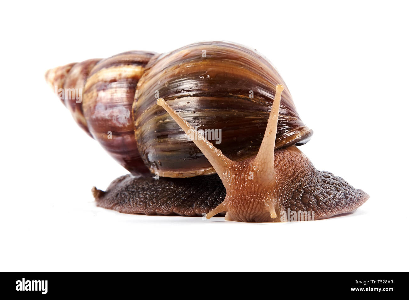 Akhatin der Schnecke auf weißem Hintergrund Stockfoto