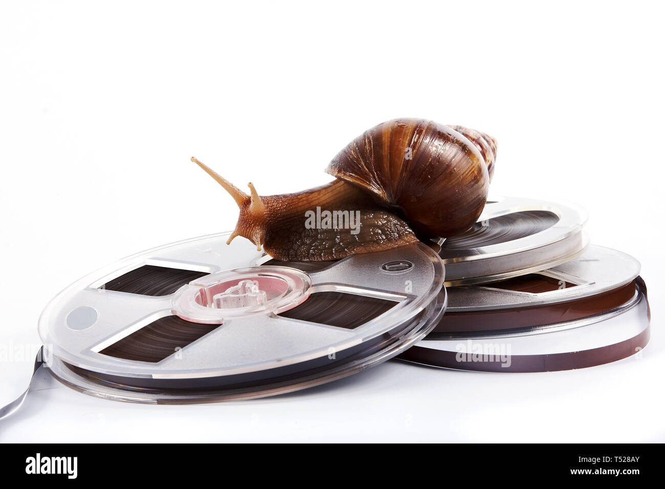 Die Schnecke kriecht auf ein Tonband auf weißem Hintergrund Stockfoto