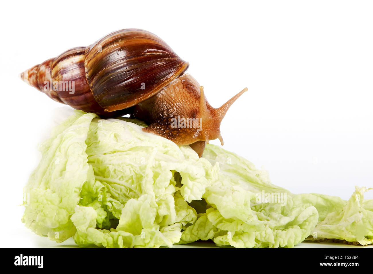 Schnecke auf kohlblätter auf weißem Hintergrund Stockfoto