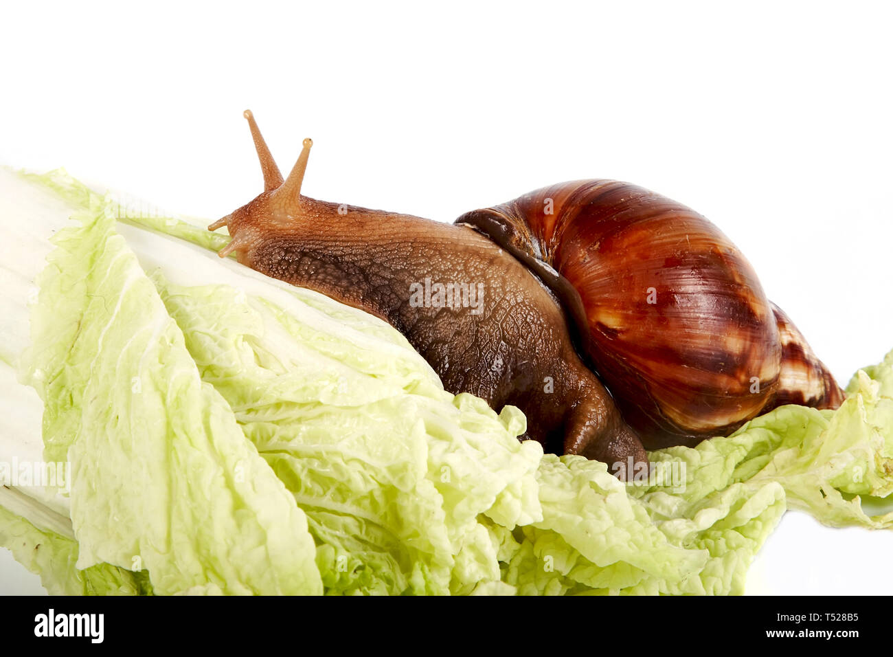 Die Schnecke kriecht auf kohlblätter auf weißem Hintergrund Stockfoto