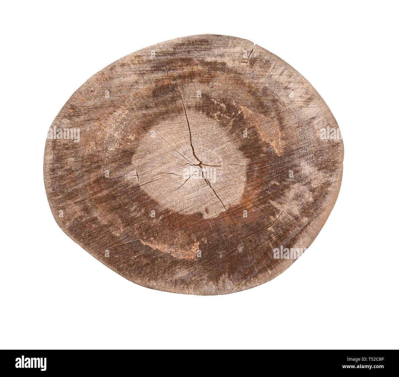 Querschnitt der Baumstamm auf Weiß mit Freistellungspfad isoliert
