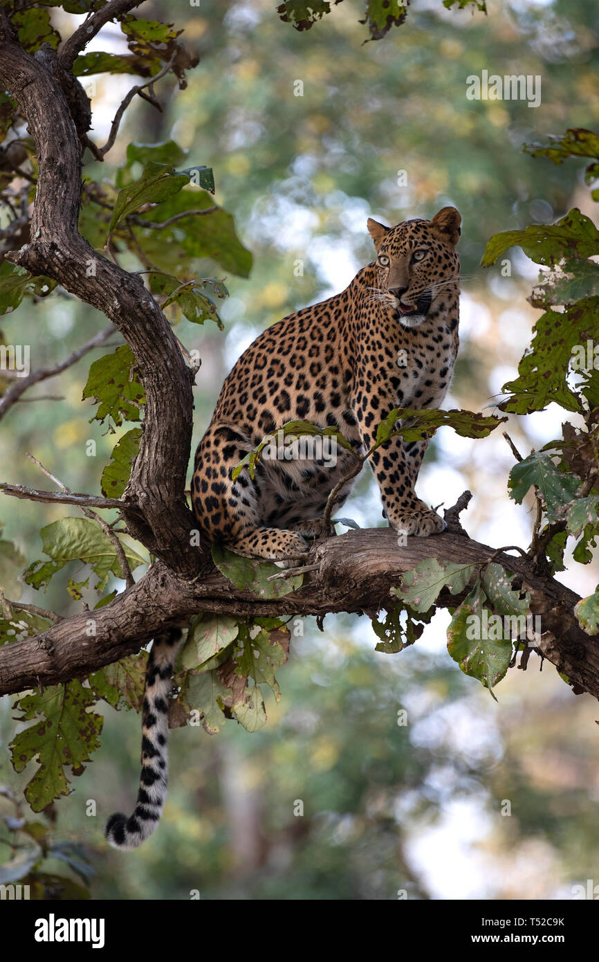 Ein männlicher Leopard in den Nagarhole Nationalpark, Indien Stockfoto