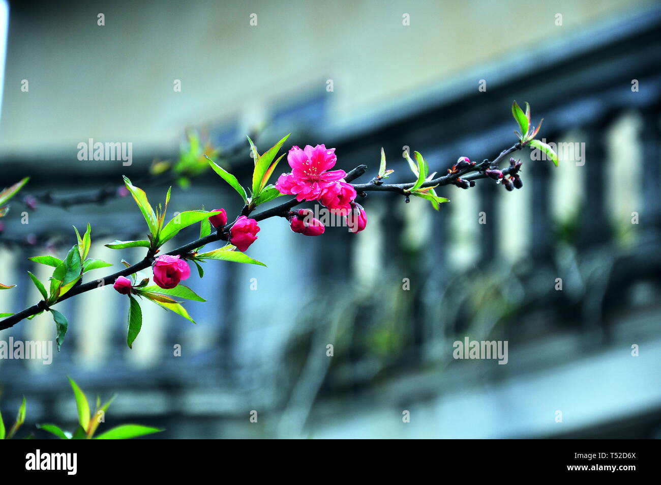 Red sakura Blume in BacHa, LaoCai, Vietnam Stockfoto