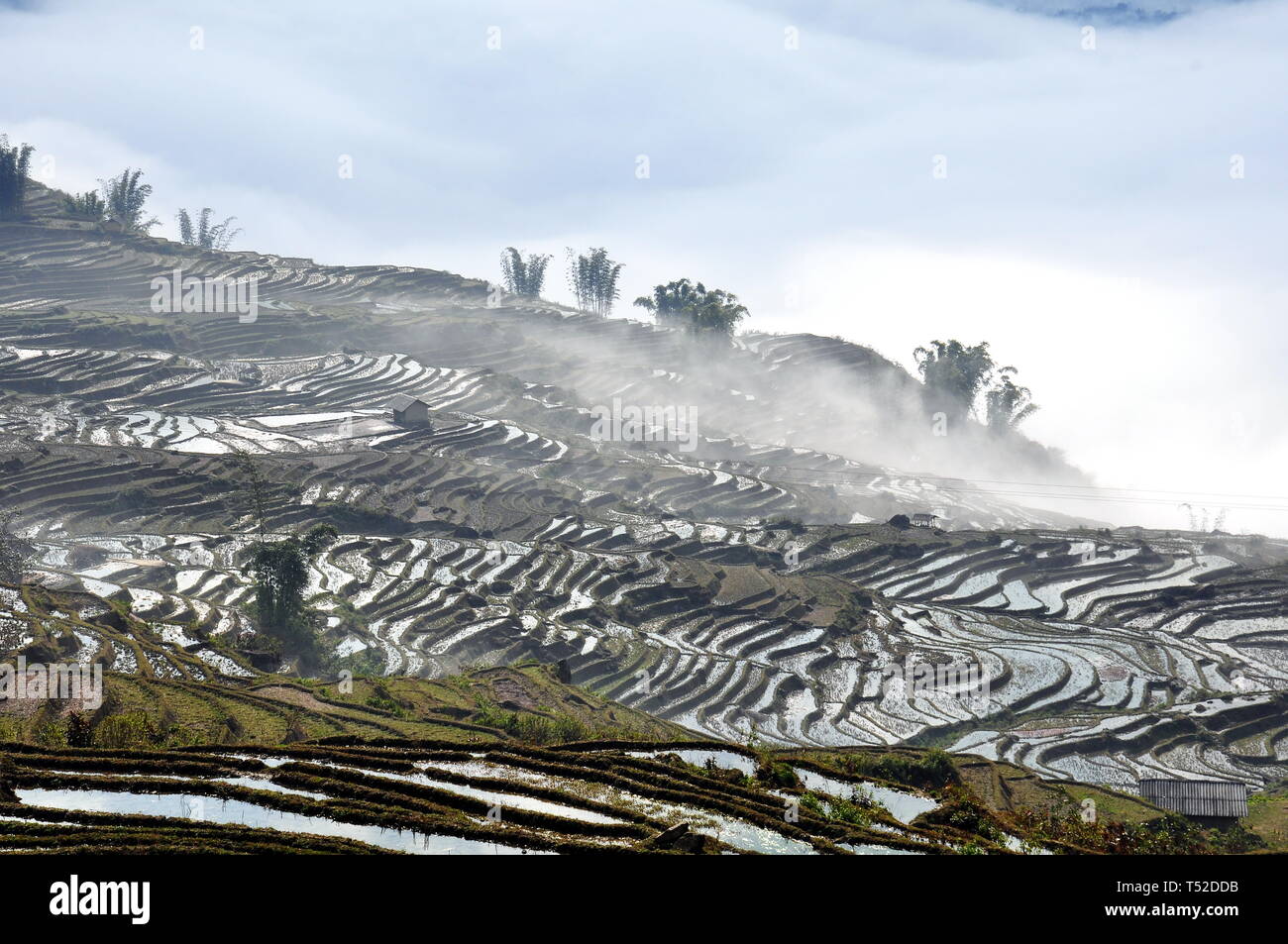 Reisterrassen, Lao Cai, Vietnam Stockfoto