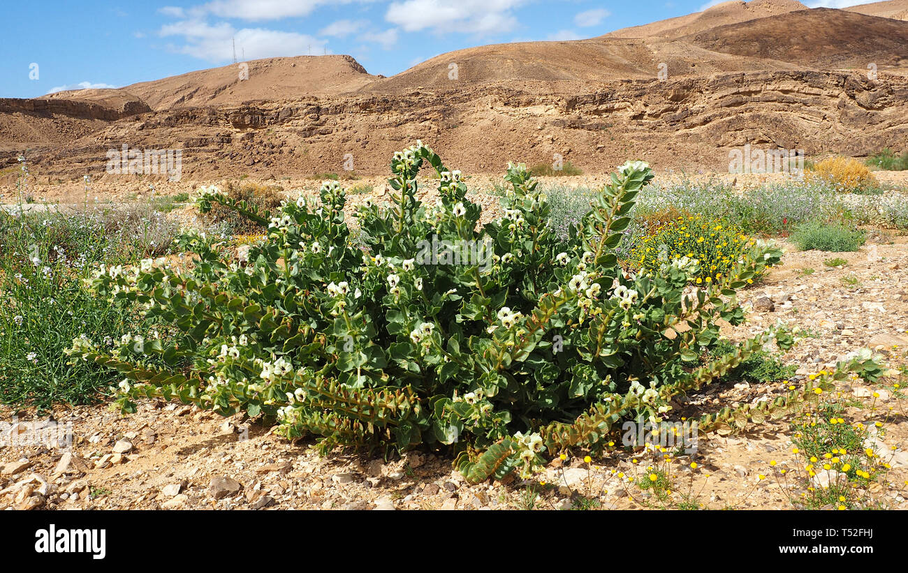 Israelische Wüste Negev blüht im Winter. Pflanzen in der Wüste Negev. Stockfoto