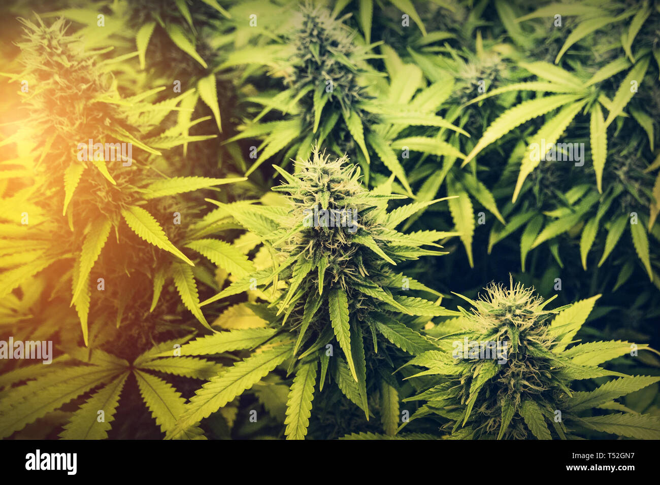 Cannabis - indoor medizinisches Marihuana Pflanzen Stockfoto