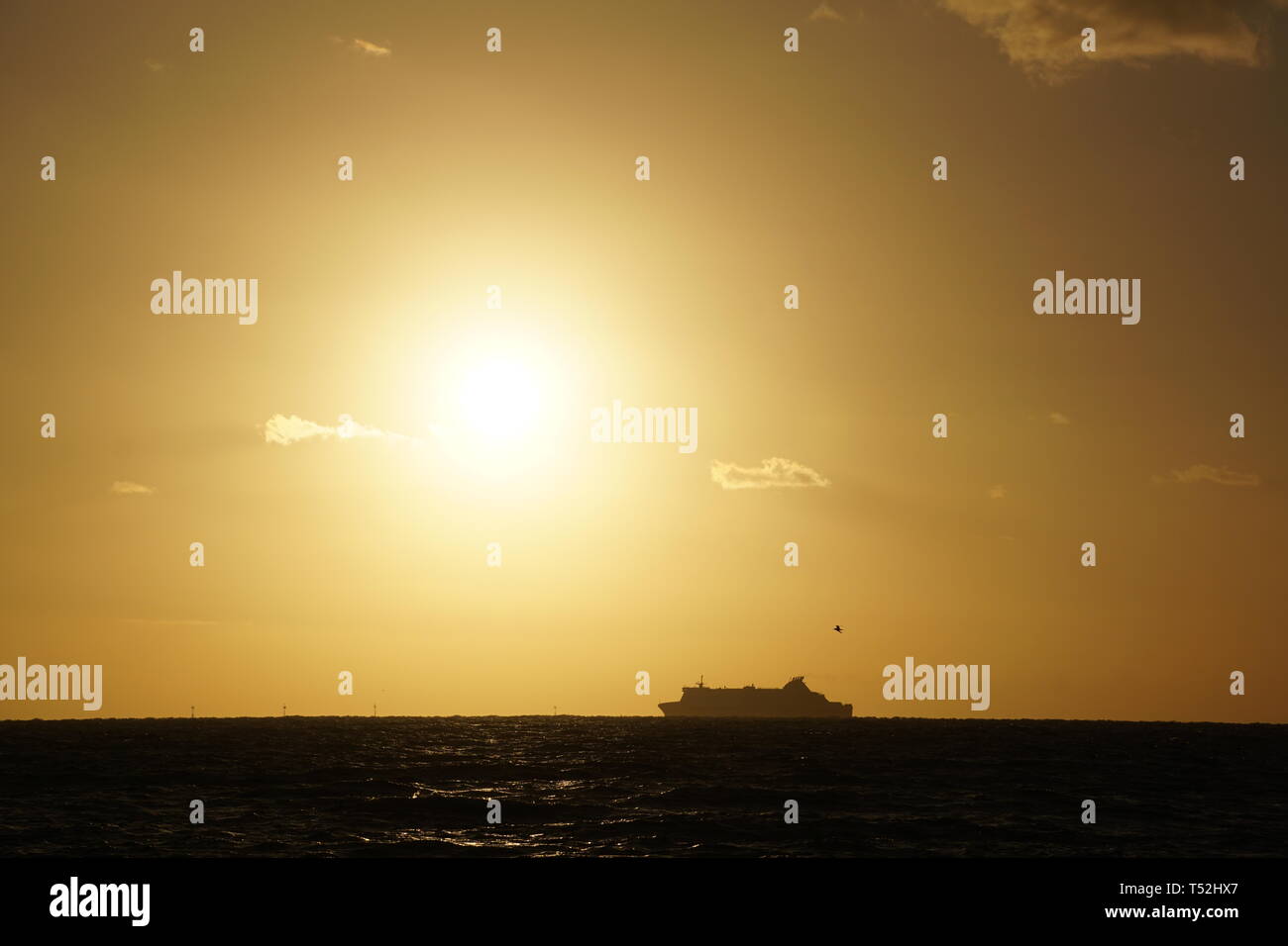 Der Geist von Tasmanien unter der Sonne am Strand von Brighton. Stockfoto