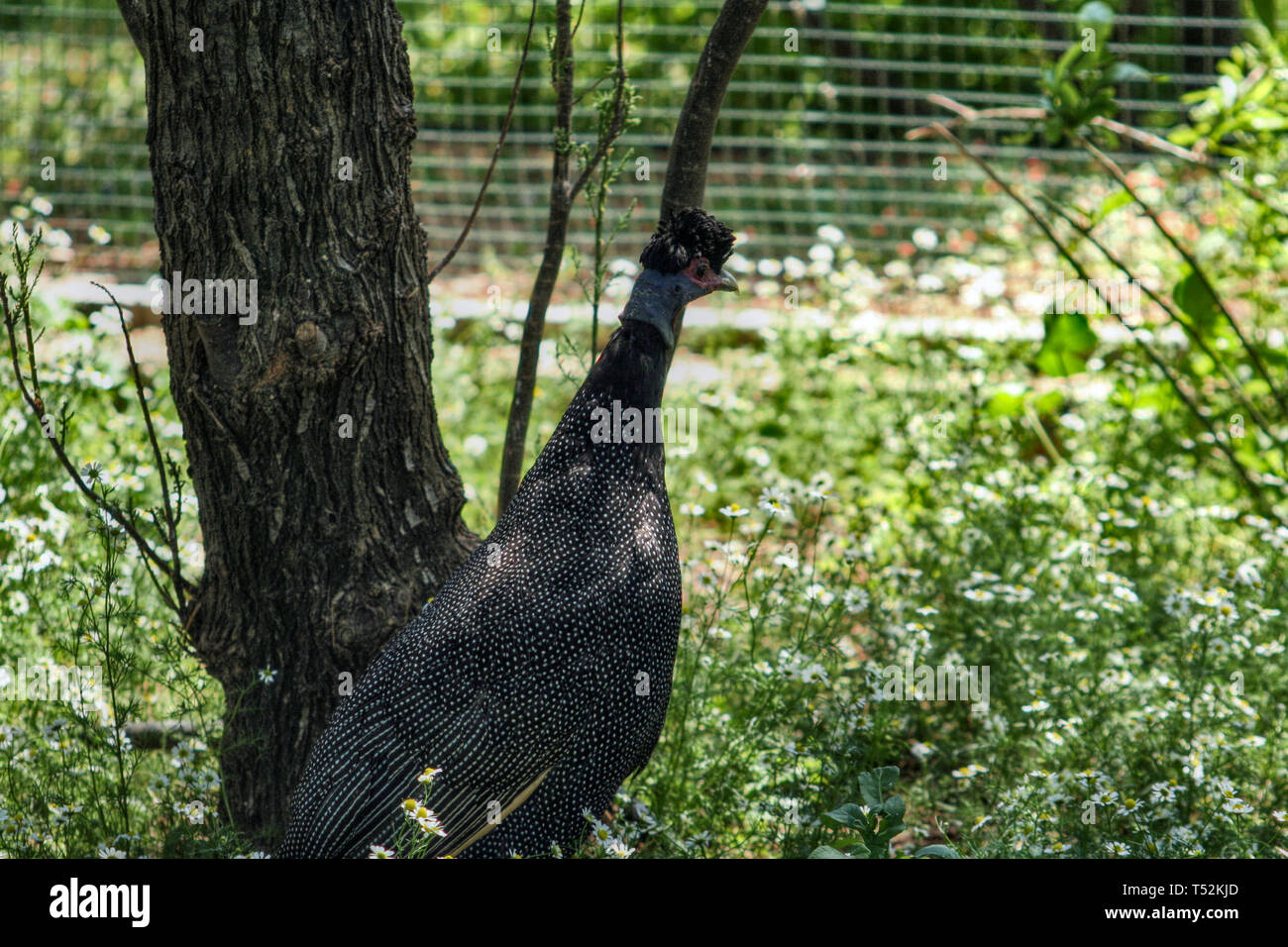 Ein crested guineafowl (Guttera pucherani) in Attika Zoological Park, in der Nähe von Athen, Griechenland. Stockfoto