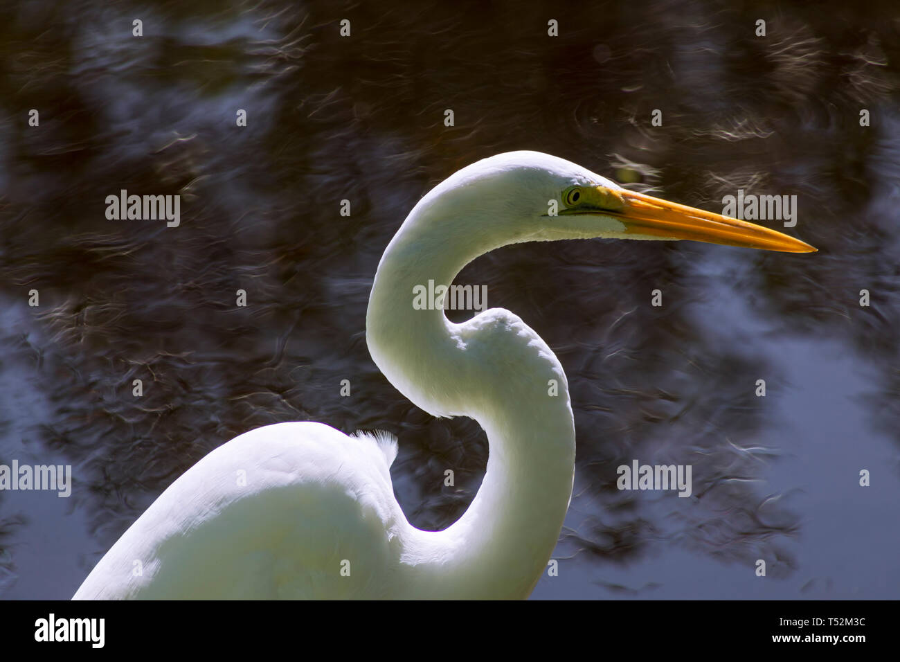 USA, Florida, Sanibel Island, Great White Egret Stockfoto