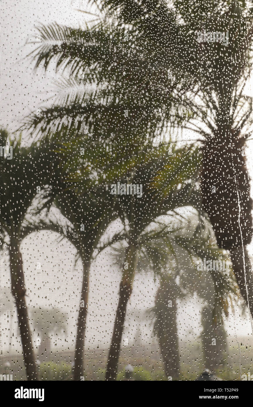 USA, Florida, Sanibel Island, Palmen durch eine mit einem Sieb versehene Fenster mit Regentropfen gesehen Stockfoto