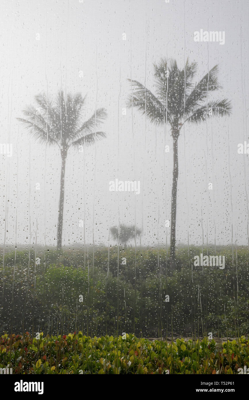 USA, Florida, Sanibel Island, Palmen durch eine mit einem Sieb versehene Fenster mit Regentropfen gesehen Stockfoto