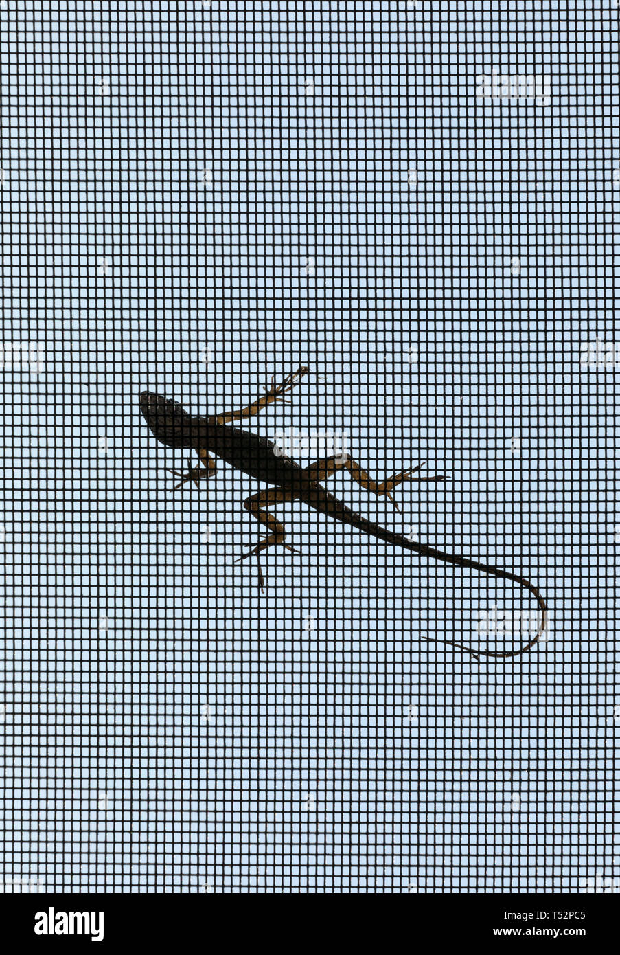 Gecko auf Fenster Stockfoto