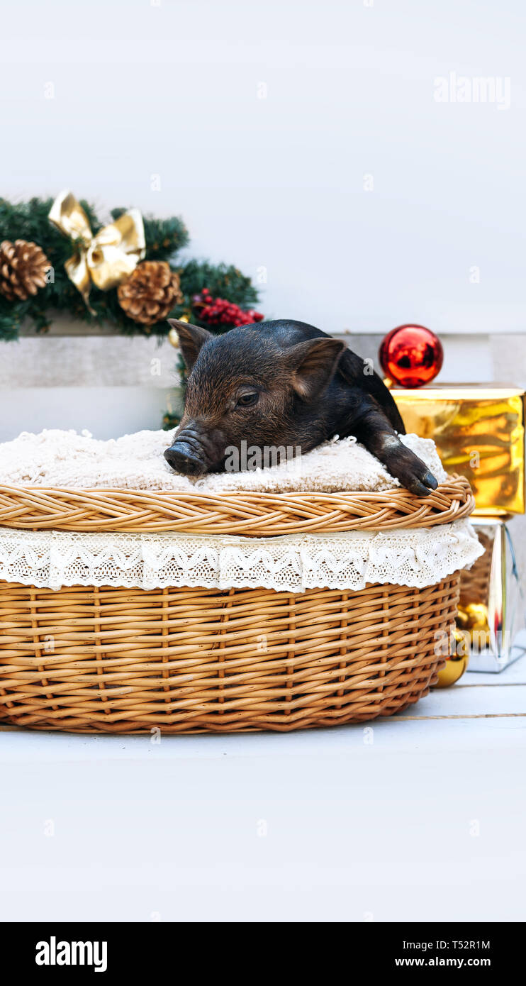 Eine schwarze Schweine der Vietnamesischen Rasse sitzt in einem Weidenkorb in der Nähe der Weihnachtsdekoration. Konzept des Neuen Jahres. Stockfoto