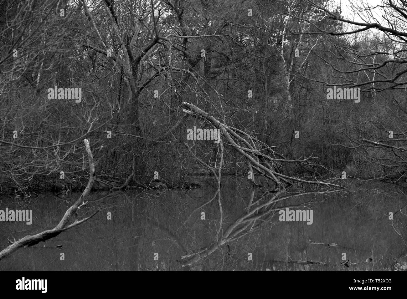 Tote Bäume in Toronto Ontario Kanada High Park Teich Fluss bewölkten Tag mit lebende Enten Frühling düsteren Tag langweiligen Abend Stockfoto