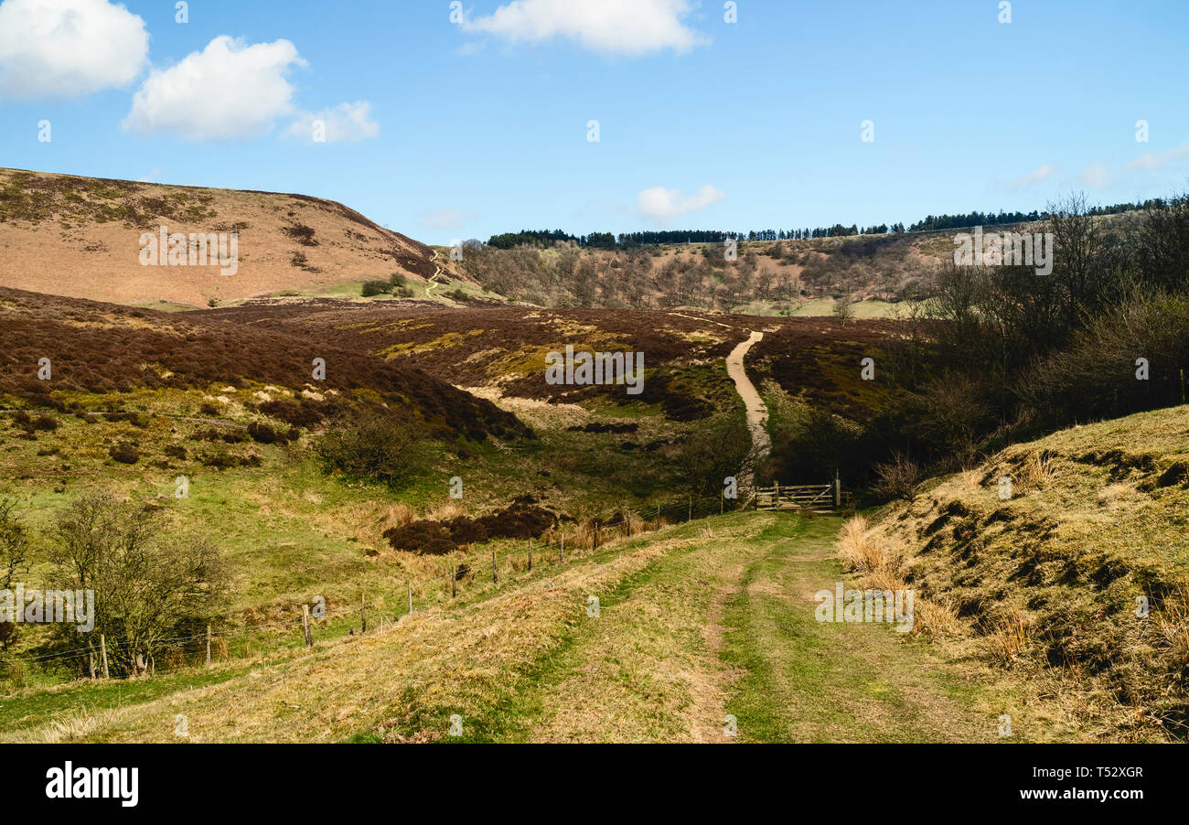 Schöner Spaziergang durch die North York Moors mit Bäumen, Gräser und hügelige Landschaft im Frühjahr in der Bohrung des Horcum, Goathland, Yorkshire, Großbritannien. Stockfoto