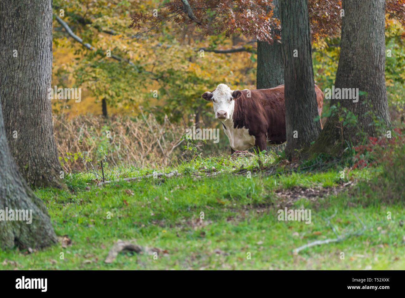 Junge Kuh wandern im herbstlichen Wald Stockfoto