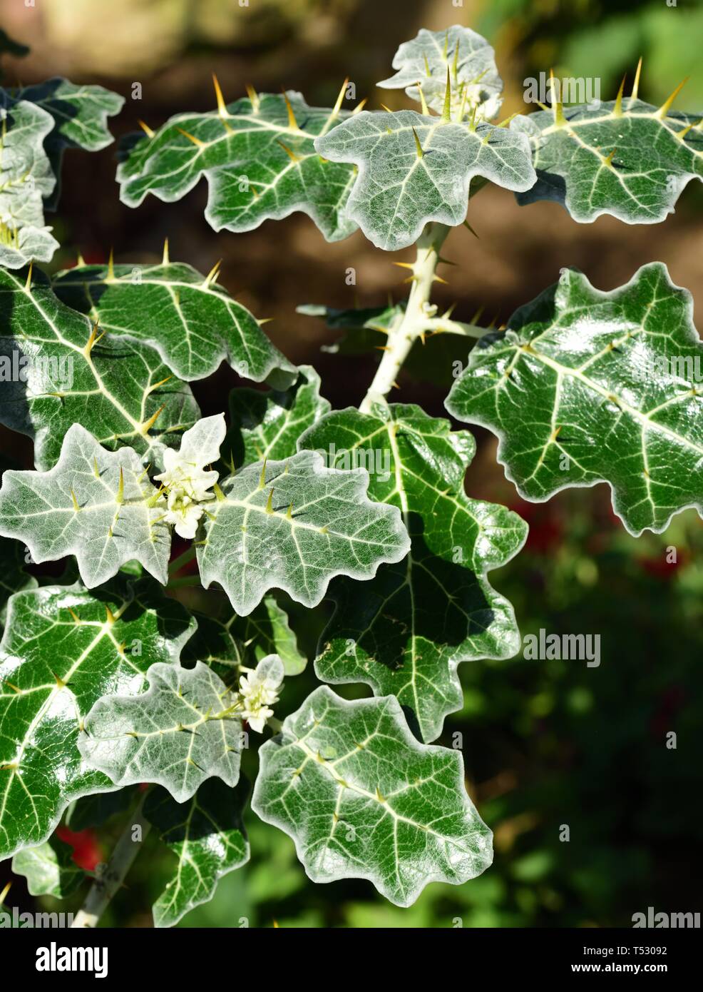 Stacheligen Blätter von Solanum Marginatum. Stockfoto