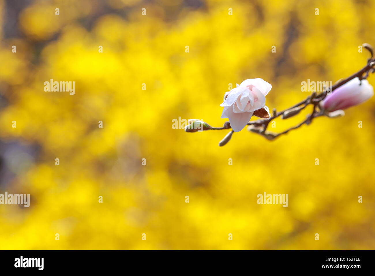 Auflösen von Magnolia Blumen in den Bäumen im Garten Stockfoto