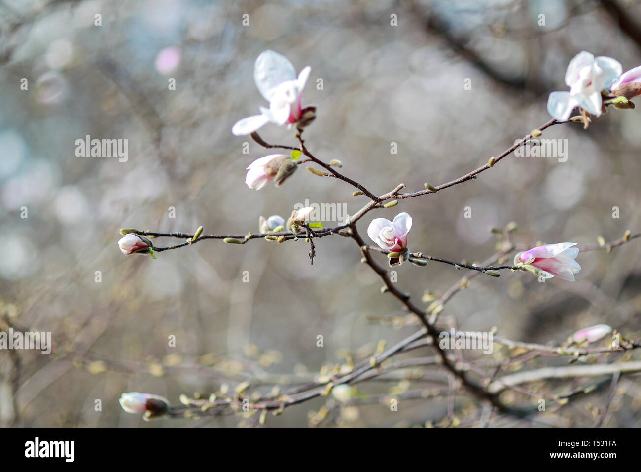 Auflösen von Magnolia Blumen in den Bäumen im Garten Stockfoto
