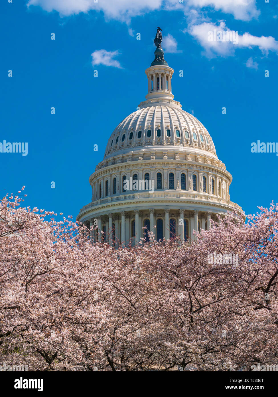 US Capitol Gebäude im Frühling Stockfoto