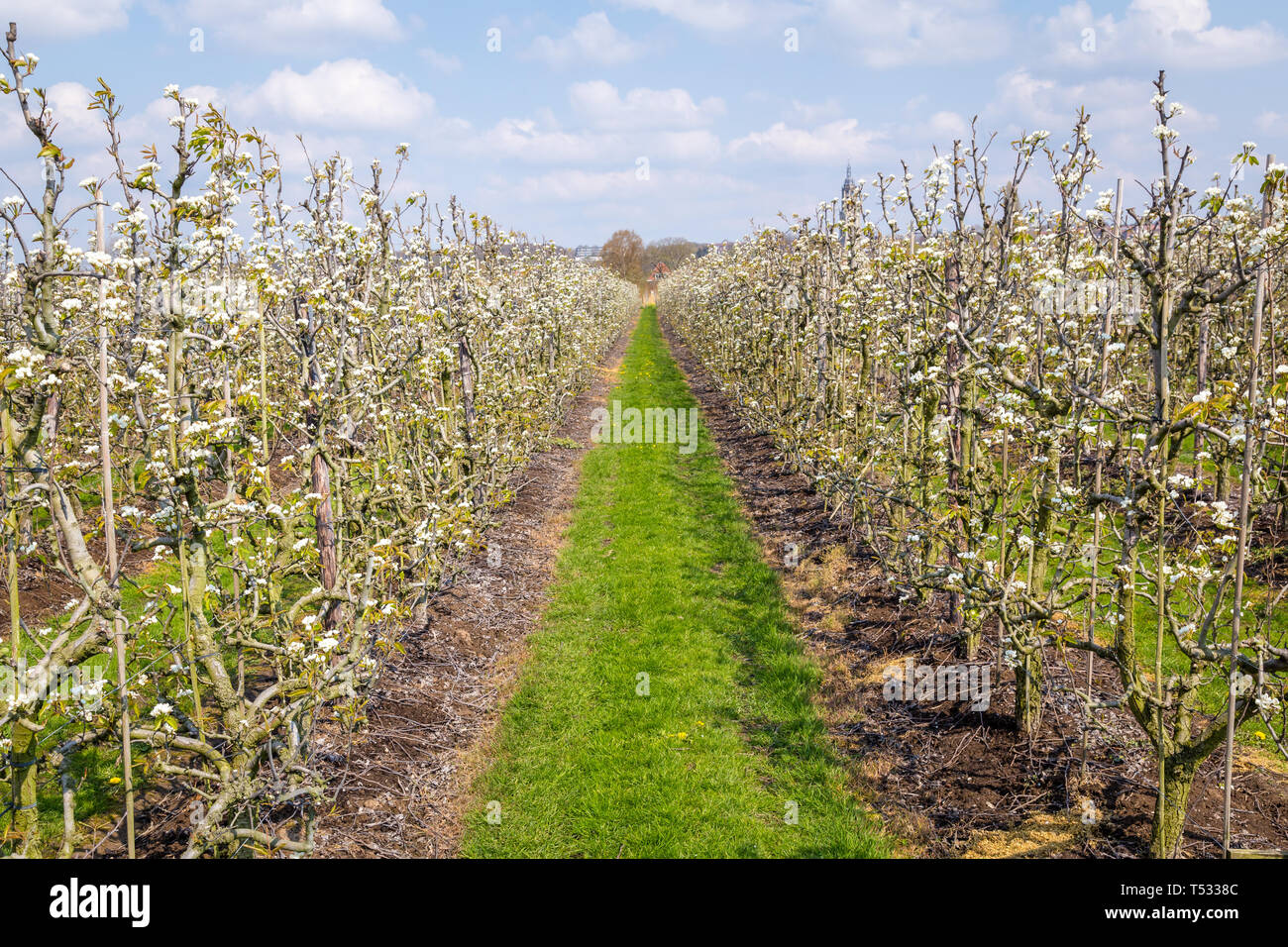 Blühender Obstbaum Stockfotos und bilder Kaufen Alamy