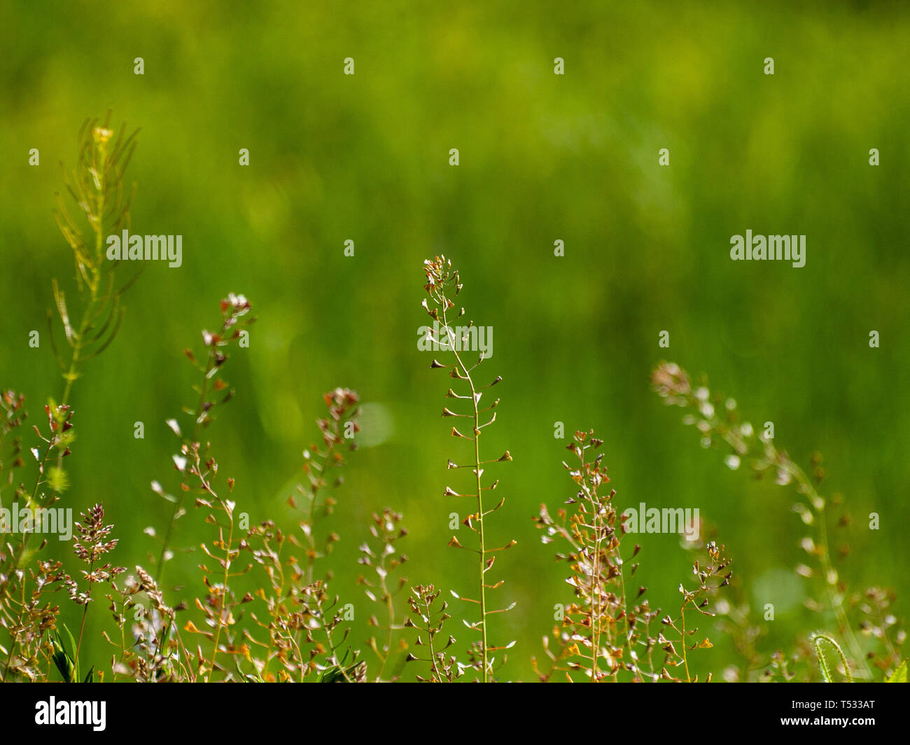 Hirten Geldbeutel Blumen im Frühling mit bokeh Hintergrund Stockfoto