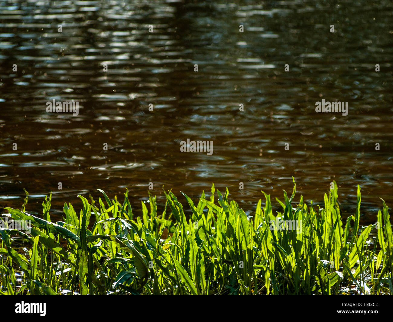 Wasserpflanzen im Frühjahr mit bokeh Hintergrund im Wasser Stockfoto