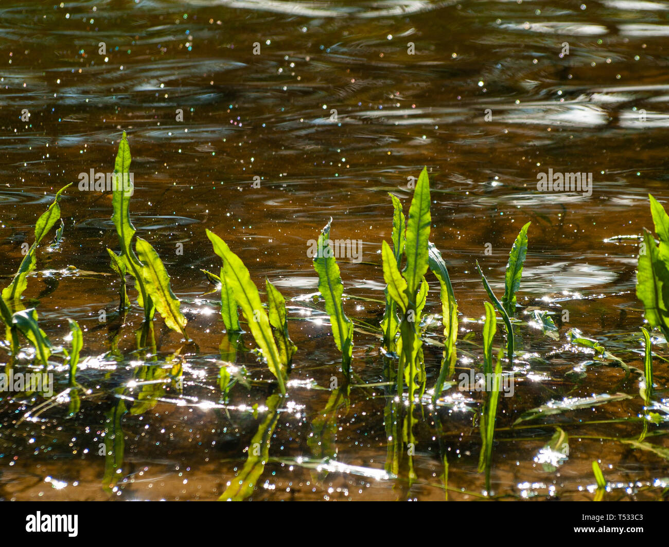 Wasserpflanzen im Frühjahr mit bokeh Hintergrund im Wasser Stockfoto