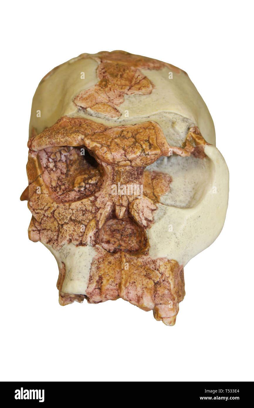 Homo habilis Schädel "Twiggy" OH 24. Stockfoto