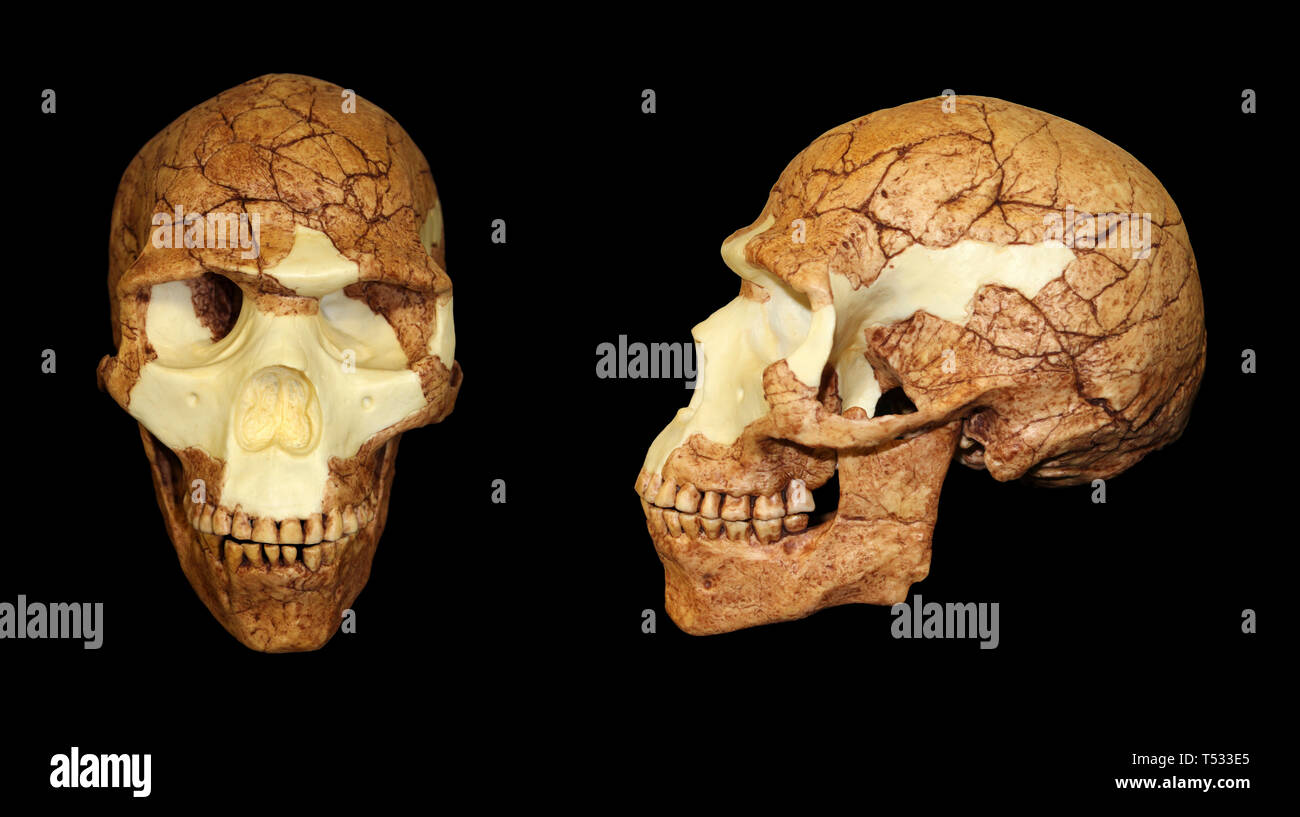 Homo sapiens Schädel fossil-Skhul 5 Stockfoto