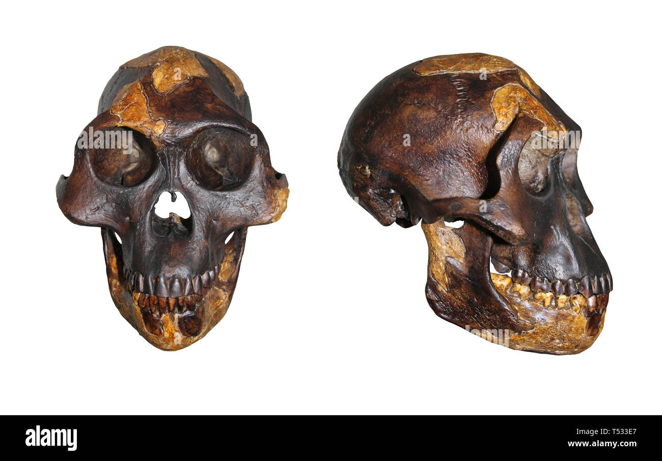 Schädel von Lucy Australopithecus afarensis Vordere und seitliche Vergleich Stockfoto