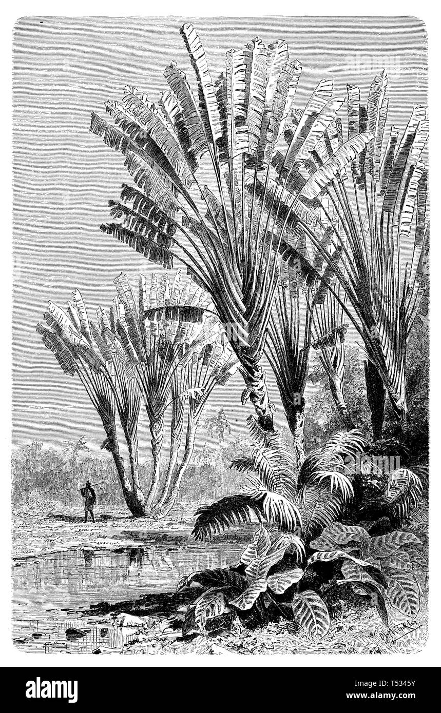 Landschaft auf Madagaskar mit Ravenala madagascariensis, Olaf Winkler 1897 Stockfoto