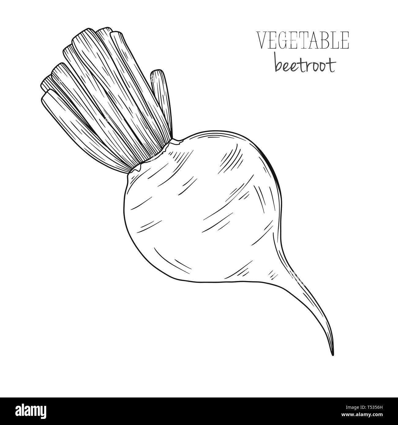 Rote Beete isoliert auf weißem Hintergrund. Vector Illustration in Skizze Stil. Stock Vektor