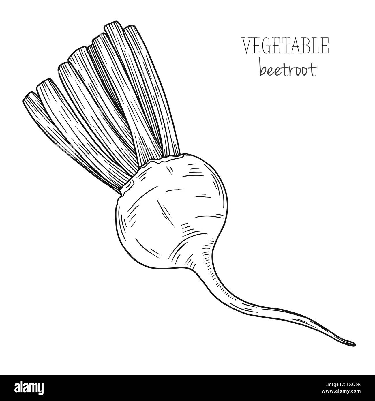 Rote Beete isoliert auf weißem Hintergrund. Vector Illustration in Skizze Stil. Stock Vektor