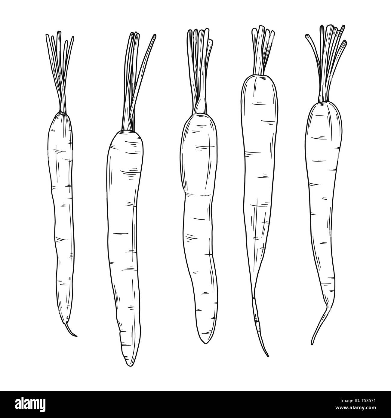 Karotten auf weißem Hintergrund. Vector Illustration in Skizze Stil. Stock Vektor