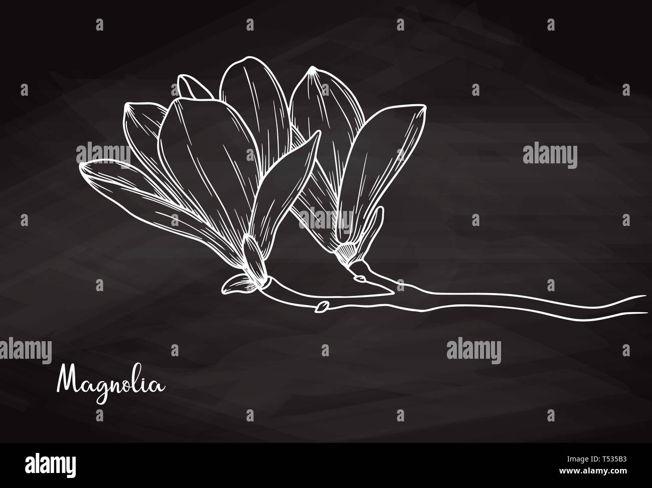 Realistische Skizze der Magnolia auf Kreide Hintergrund. Vector Illustration Stock Vektor