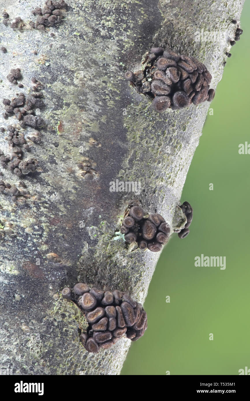 Currant Canker, Pleonectria berolinensis, ein früher Frühlingspilz, der auf Rotkräuseln wächst, Ribes rubrum Stockfoto
