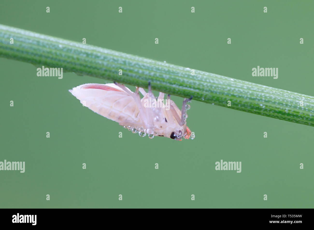 Spittlebug Nymphe oder larvenstadium Stockfoto