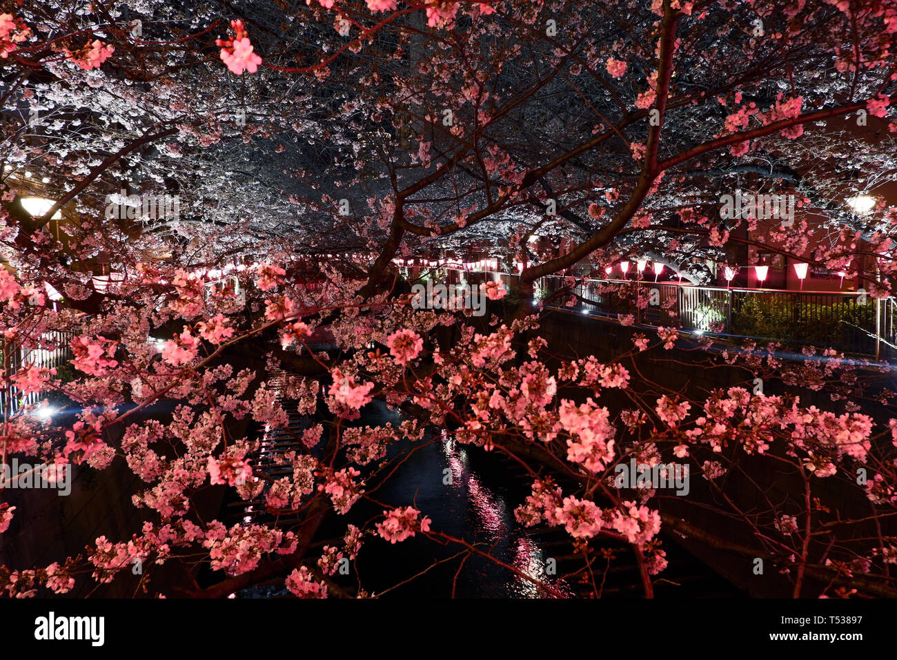 Schöne rosa Blüte sakura Kirschblüte in Japan Tokio Straße bei Nacht Stockfoto