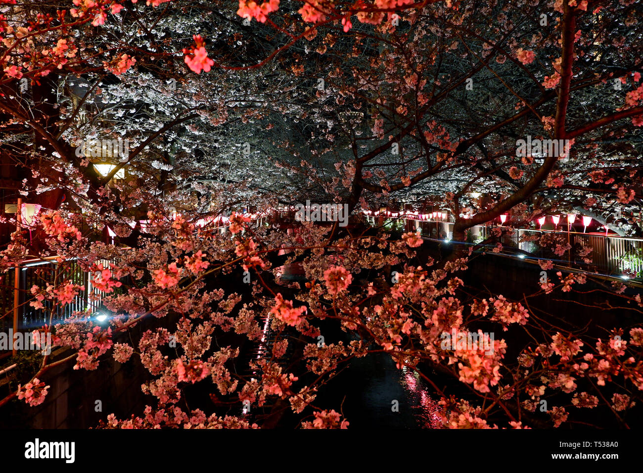 Die pink sakura Kirschblüte Blumen und natürlichen Pflanzen in Japan Tokio Park Stockfoto