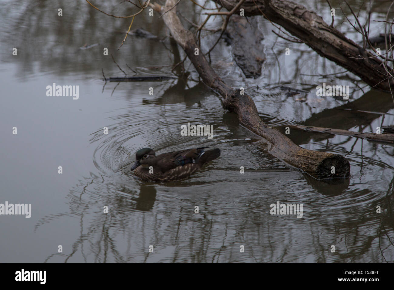 Tote Bäume in Toronto Ontario Kanada High Park Teich Fluss bewölkten Tag mit lebende Enten Frühling düsteren Tag langweiligen Abend Stockfoto