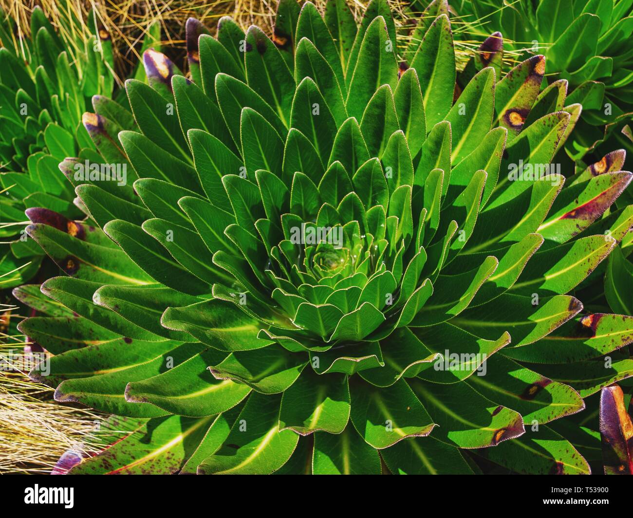 Junge Pflanze riesige Lobelia (Lobelia Deckenii) am Mount Kenya National Park Stockfoto