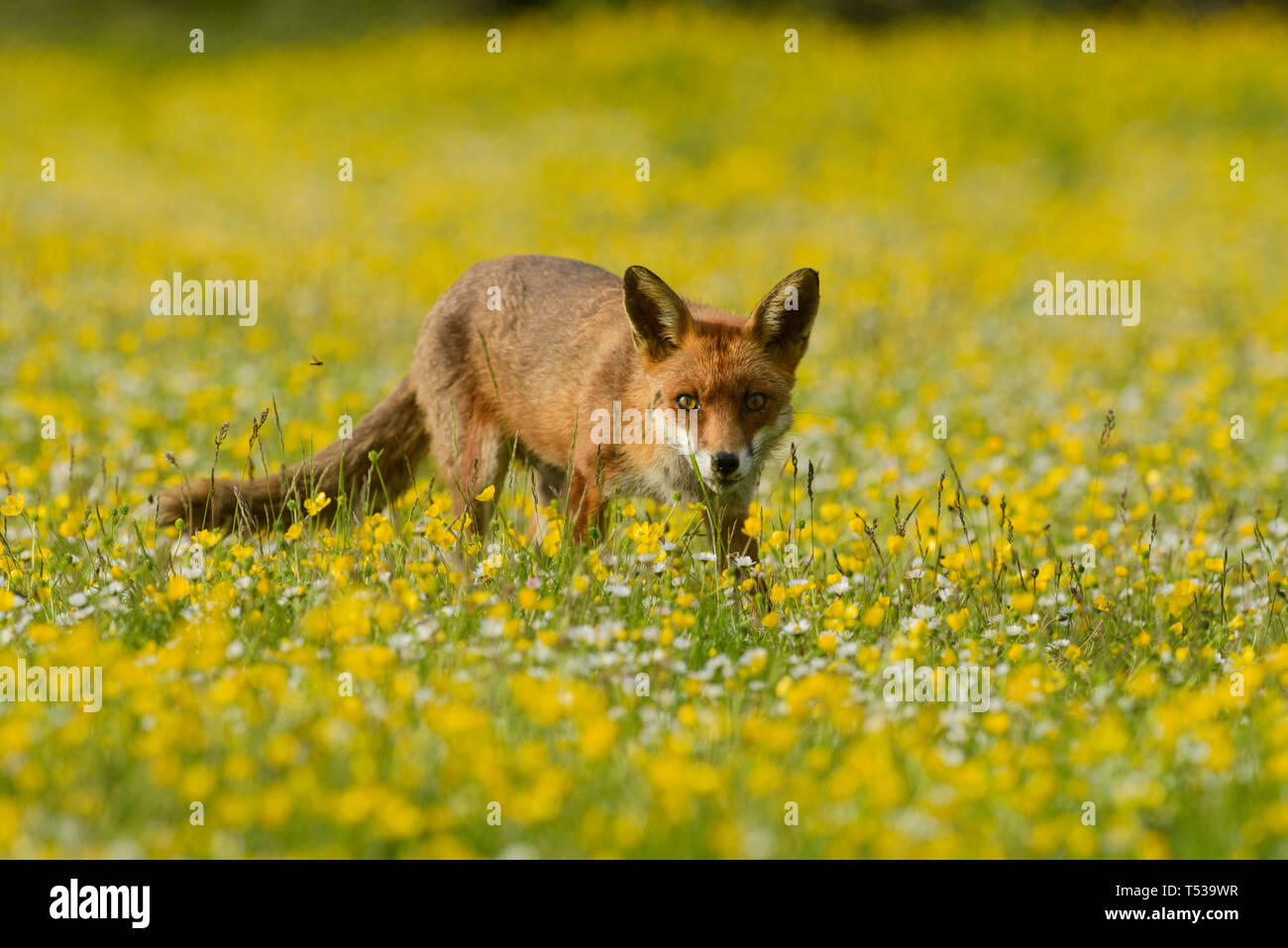 Red Fox (Vulpes vulpes) Kent, UK. Eine Familie von Füchse leben auf einem bahndamm am Rande eines Dorfes. Mai 2015 Stockfoto