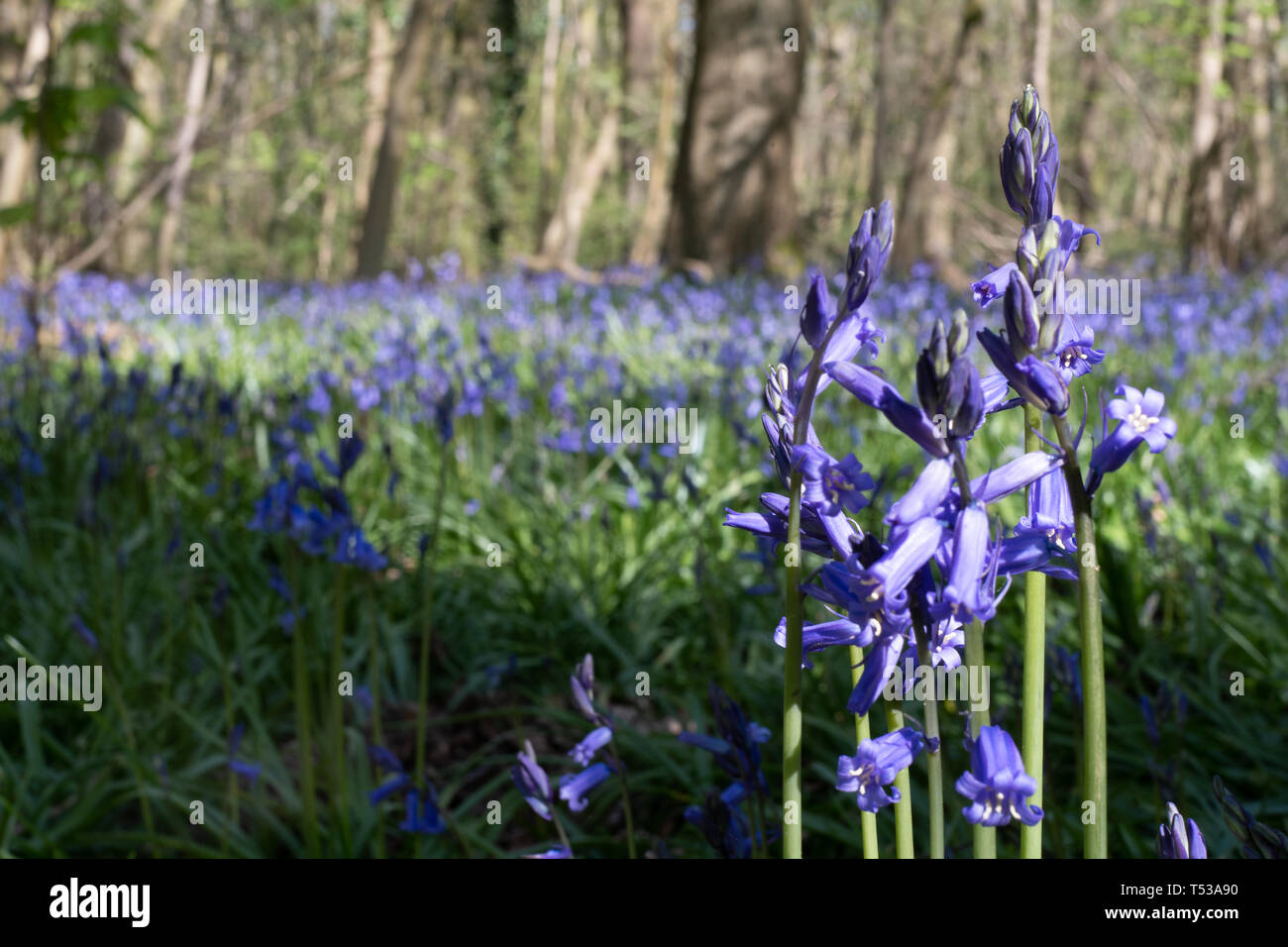 Englisch Bluebell/Gemeinsame Bluebell (Hyacinthoides non-scripta) in einem Holz, Großbritannien Stockfoto