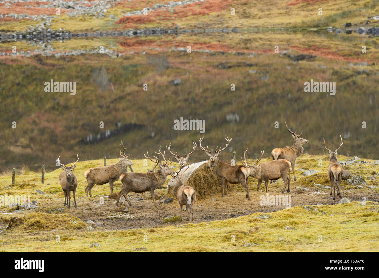 Rothirsch (Cervus Elaphus) gefüttert. Glen Cannich, Februar 2016 Stockfoto