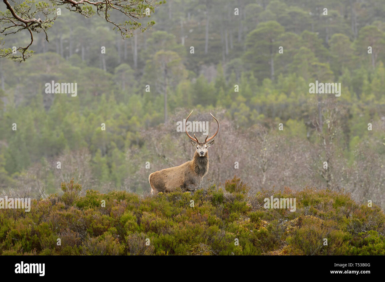 Rotwild Hirsche bei der Regenerierung Wald. Glen Affric, Schottland Stockfoto