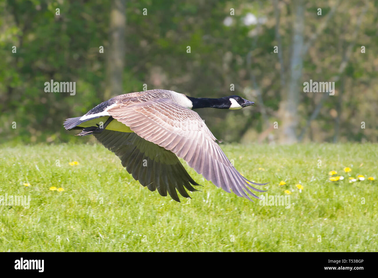 Seitenansicht der wilden britischen Kanadagans (Branta canadensis) isoliert in der Luft, Flügel nach unten. Landgänse fliegen direkt im Frühlingssonne. Stockfoto