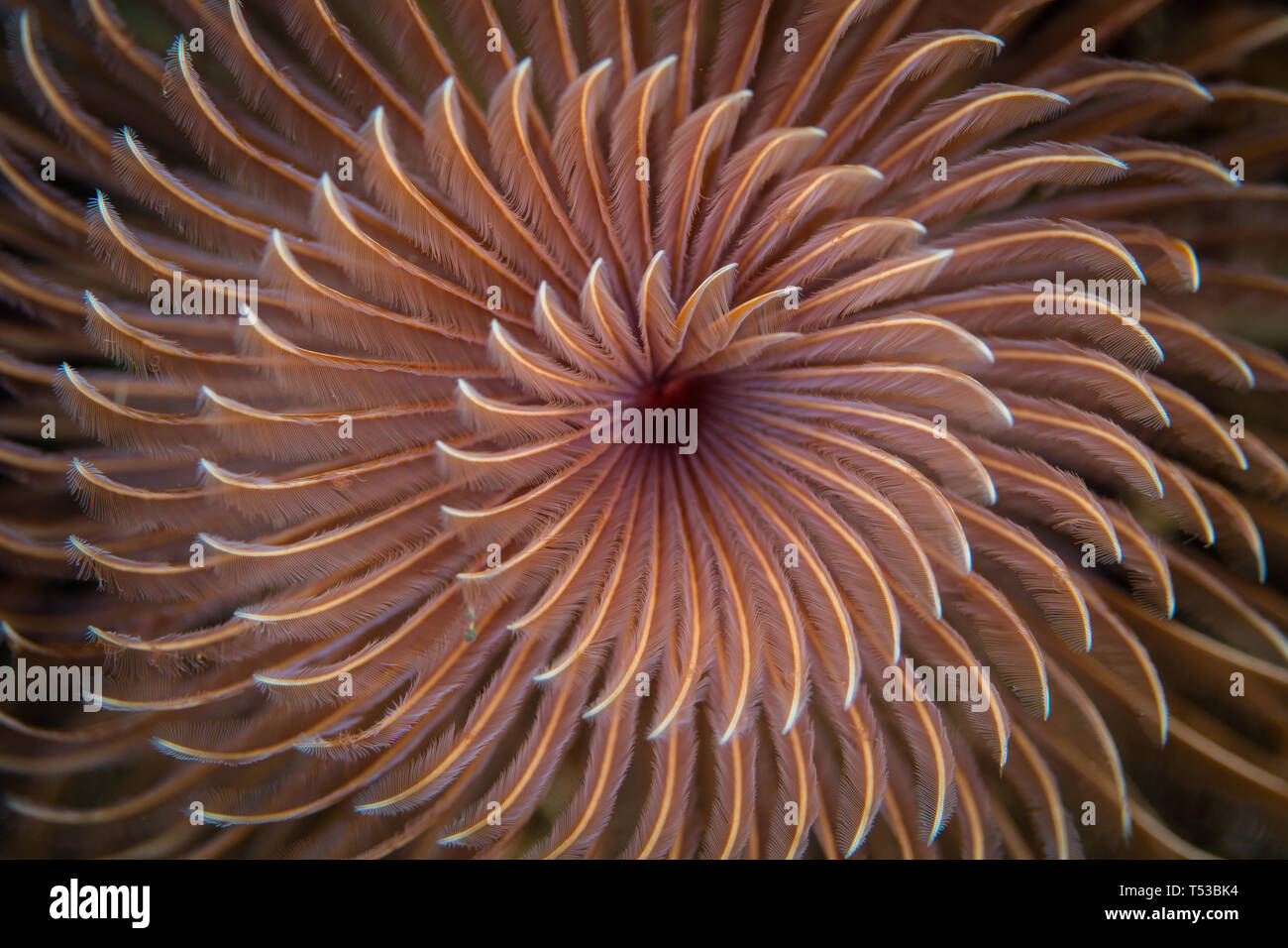 Ein schöner Staubwedel Wurm wächst auf einem Korallenriff im Komodo National Park, Indonesia. Stockfoto