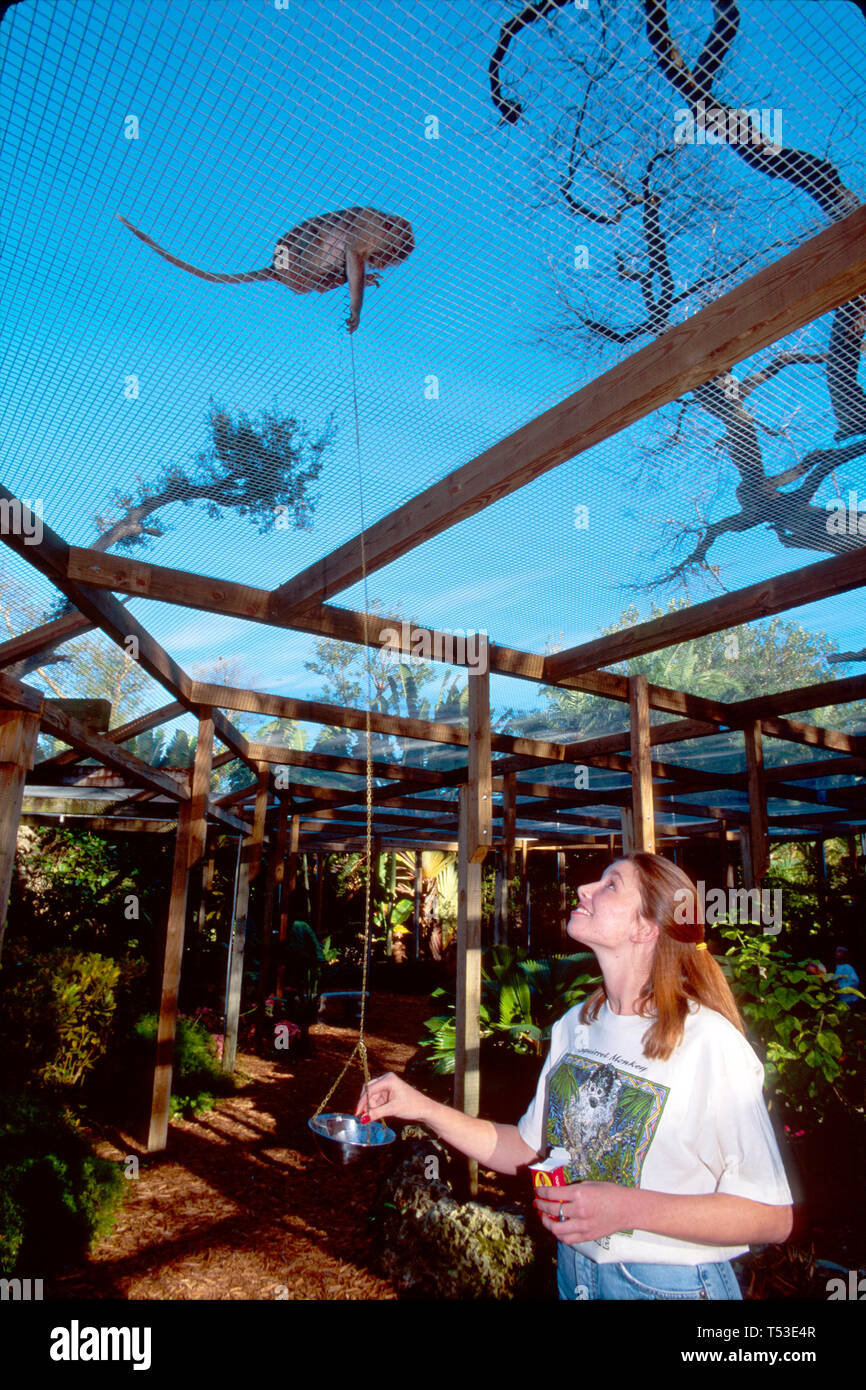 Miami Florida, Monkey Jungle 30 Acres Besucher legt Lebensmittelpellet in Tasse Makaken wirft Tasse für Kette, FL097 Stockfoto