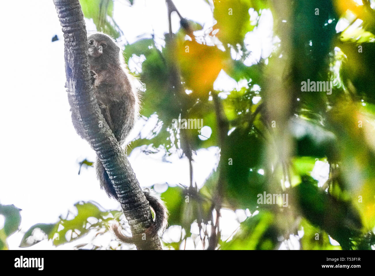 Die pygmy marmoset, Cebuella pygmea, auch als kleine Löwe Affe bekannt